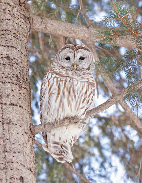 istock Barred Owl standing on a fir tree branch into the forest 1474748858