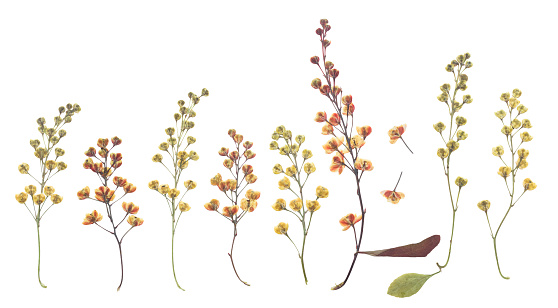 Pressed and dried flowers barberry, isolated on white background. For use in scrapbooking, floristry or herbarium.
