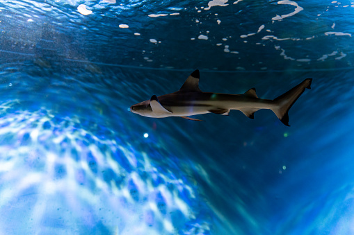 Black fin sharks swimming in an aquarium