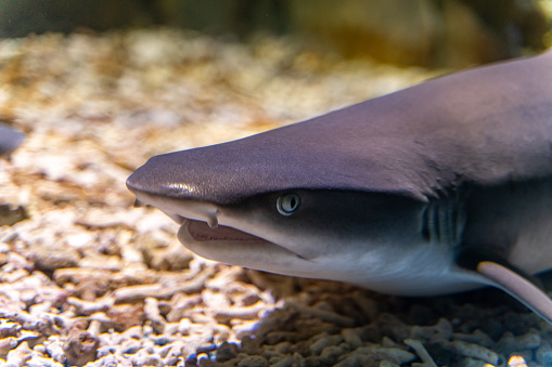 Close-up of the head of a shark in captivity at an aquarium