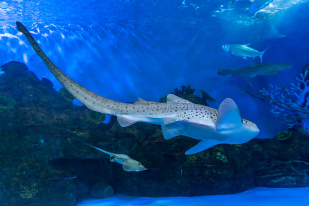 istock Shark swimming in the aquarium 1474749164