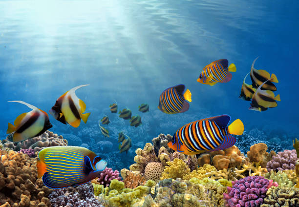 istock Underwater coral reef landscape 1474749184