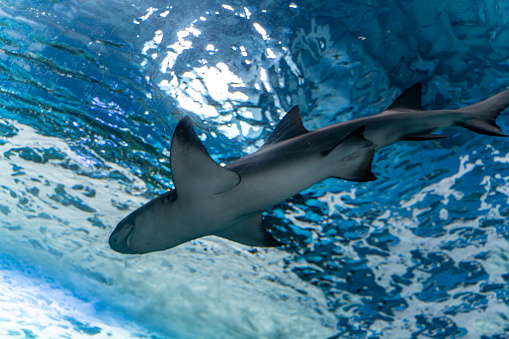 Shark swimming in the aquarium