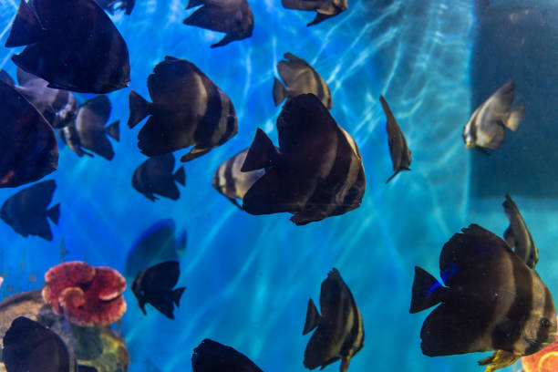istock Various tropical fish in the aquarium 1474750203