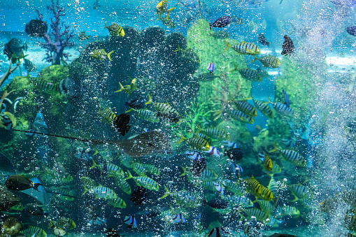 Various tropical fish in the aquarium