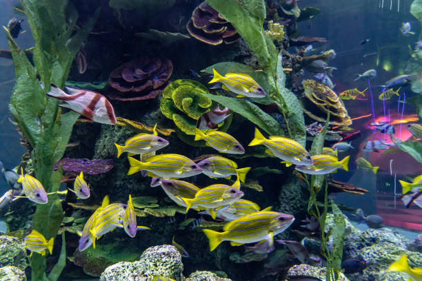 istock Various tropical fish in the aquarium 1474750250