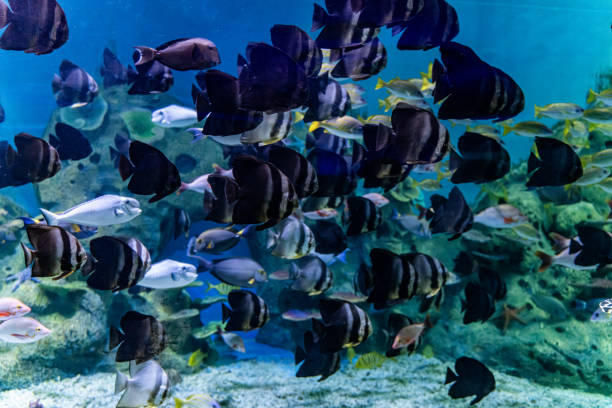 istock Various tropical fish in the aquarium 1474750302