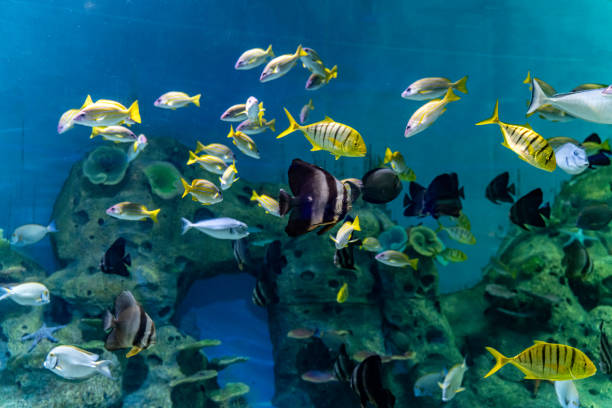 istock Various tropical fish in the aquarium 1474750354