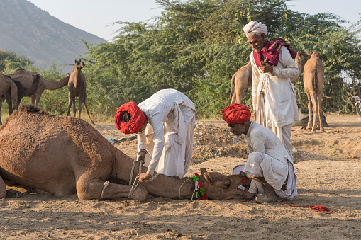 Pushkar, India - Nov 14, 2018 : Indian men and camel in the desert Thar during Pushkar Camel Mela near holy city Pushkar, Rajasthan, India. This fair is the largest camel trading fair in the world