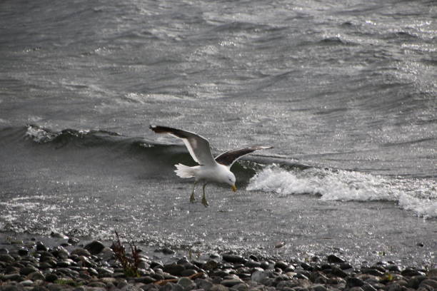 istock Seagull flying by the water 1474754782