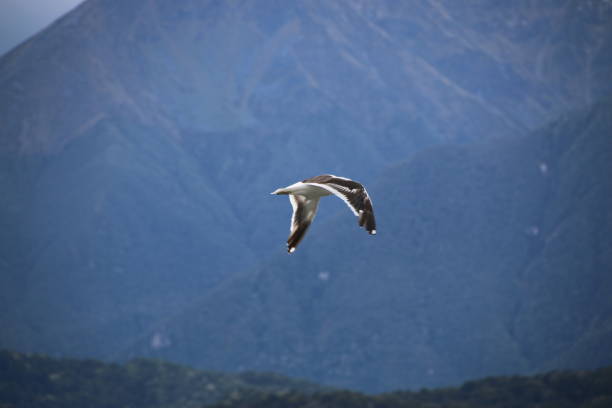 istock Seagull flying by the water 1474754793