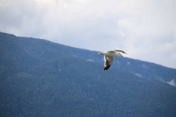 istock Seagull flying by the water 1474754809