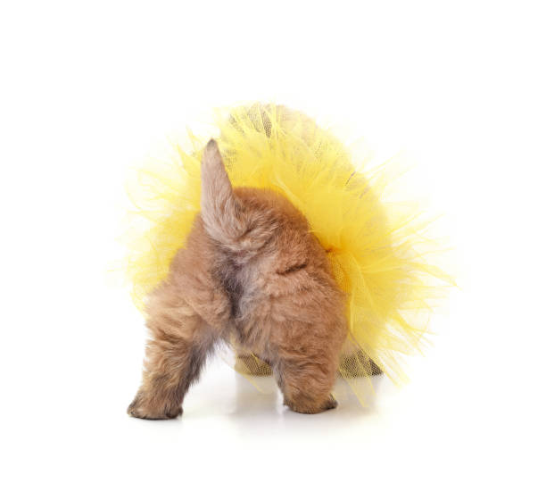 istock Funny puppy in a skirt. 1474756224