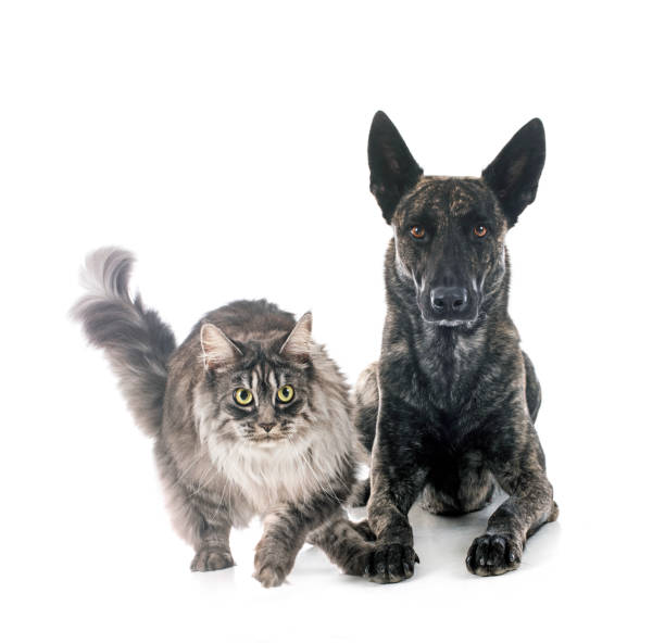 istock Dutch Shepherd and maine coon 1474756361