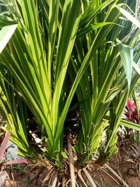 istock Screw pine plant 1474757161