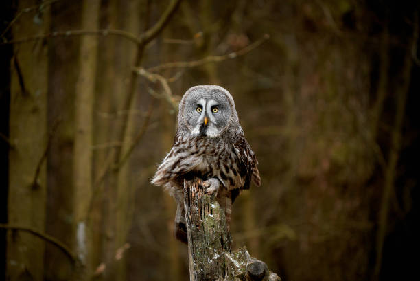 Great grey owl, Strix nebulosa, sitting on a tree stump, dark forest background