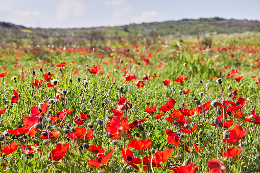 Wild red anemone flowers bloom among the green grass in the meadow. Gorgeous spring blooming landscape in the reserve of the national park. Southern Israel. Ecotourism