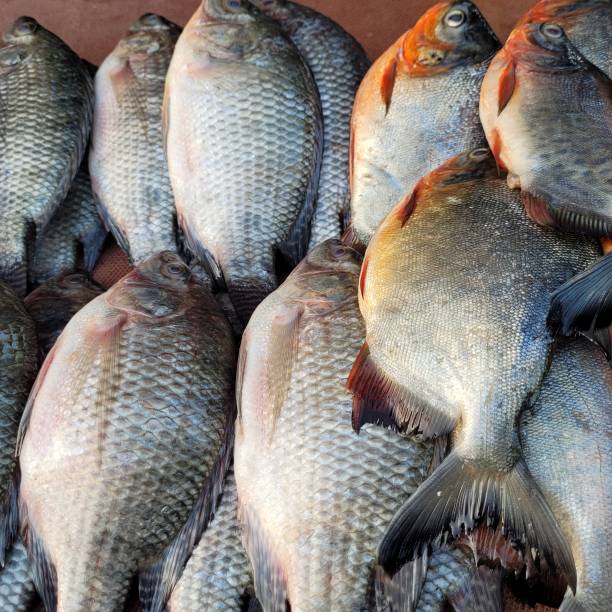 Fresh seafood at market