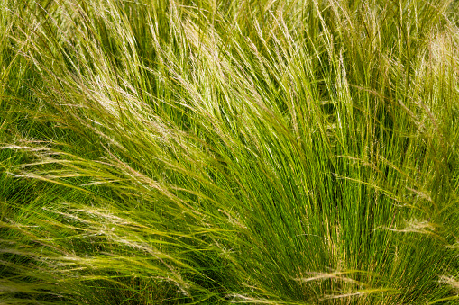 Feather grass steppe closeup. Wind blowing feather grass, green background. Feather grass at park during wind. Feather-grass flutters in the wind and shines in the sun's rays. Natural concept