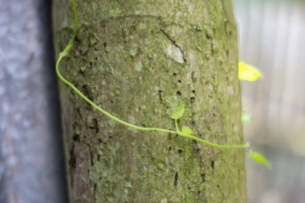 A creeping vine on the tree and a green background blur
