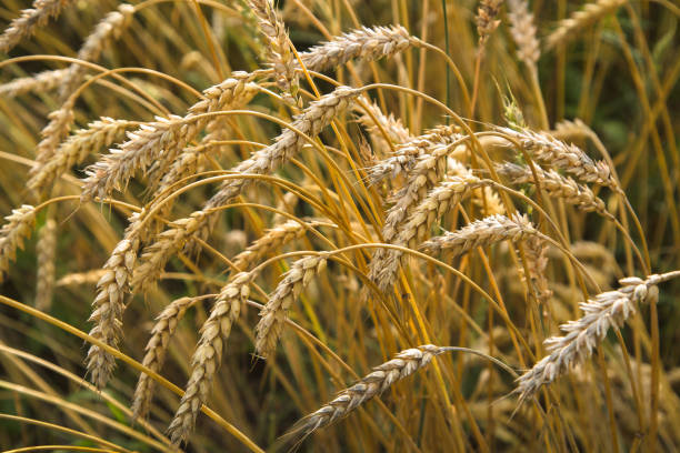 Ripe ears of golden wheat. Grain for export Ripe ears of golden wheat. Grain for export. Autumn season country road road corn crop farm stock pictures, royalty-free photos & images