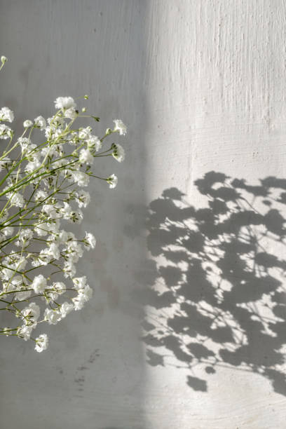 istock White flowers and floral sunlight shadows on wall, sun and shadow concept, summer rustic background 1474759763