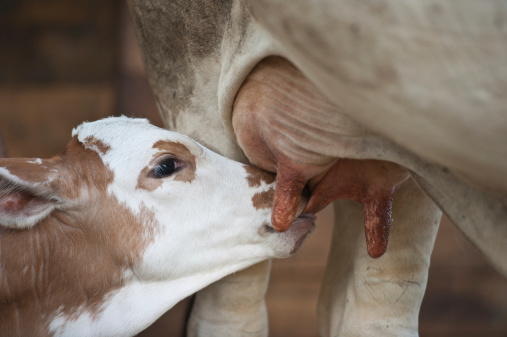 Calf sucking milk from its mother