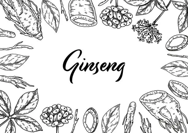Vector illustration of Ginseng horizontal design. Hand drawn botanical vector illustration in sketch style. Can be used for packaging, label, badge. Herbal medicine background