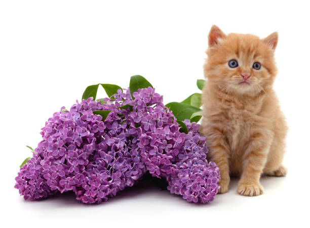 istock Kitten and purple lilac. 1474760678