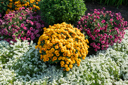Annual flower garden in bloom during summer. High quality photo