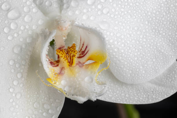 istock white orchid flower grown in a garden 1474763797