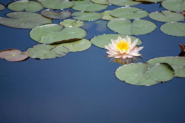 pianta - lotus water lily white flower foto e immagini stock