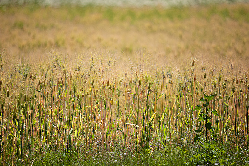 Barley ears isolated on white background
