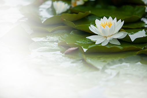 Lotus and lotus leaves blooming in summer pond