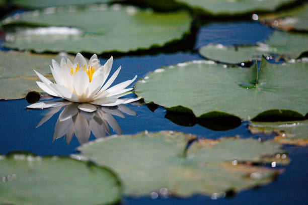 공장요 - water lily lotus water lily 뉴스 사진 이미지