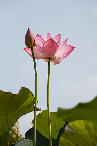 Pink lotus flower waterlily mirrored in the water of a pond