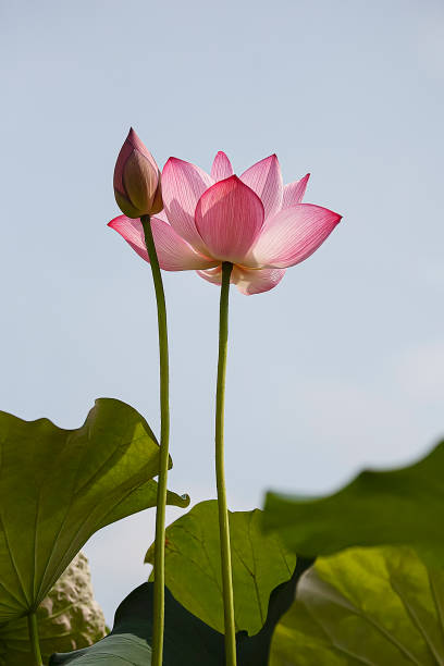 plant Lotus udon thani stock pictures, royalty-free photos & images