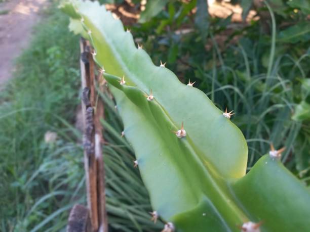 istock Selective Focus of Dragon Fruit Tree or Plant in the Backyard 1474767338