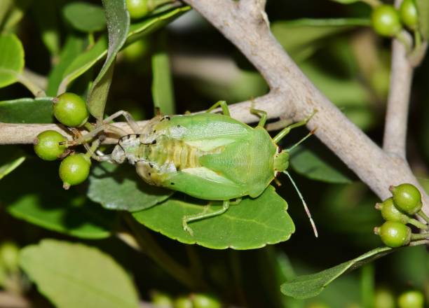 istock Red-Shouldered Stink Bug nymph (Thyanta custator) shedding skin. 1474767831
