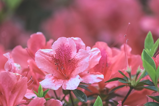 Bright Pink Azalea flowers