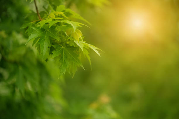 Free Stock Photo of Maple Tree Branch and Sun | Download Free Images ...