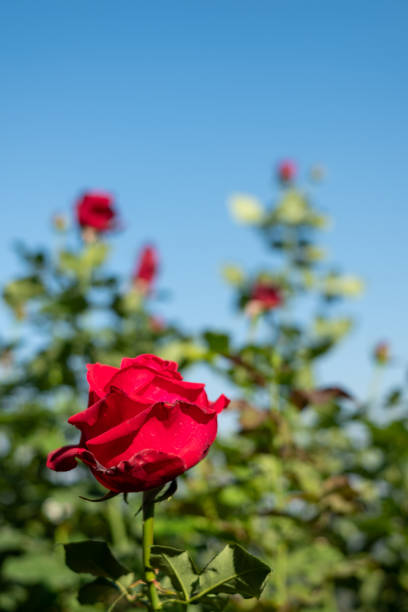 istock Beautiful red rose garden on The Hill 1474769526