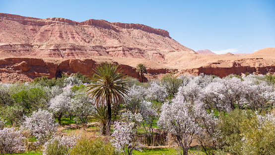 Beautiful landscape with almond tree and palm tree near ben haddou- Morocco