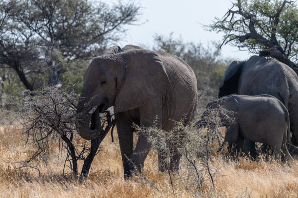 istock Elephant herd grazing in Etosha 1474769971