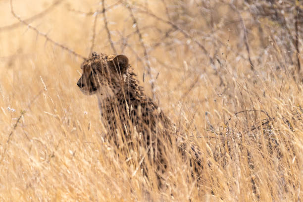 istock Cheetah hiding in the bushes 1474770041
