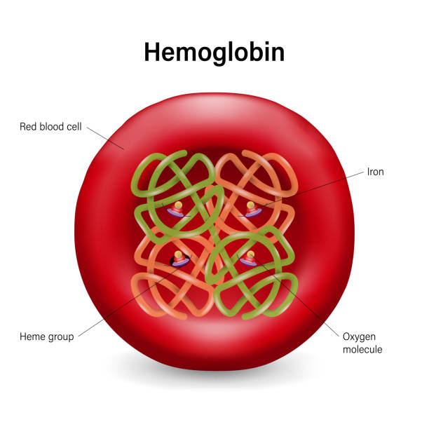 ilustrações, clipart, desenhos animados e ícones de a estrutura da hemoglobina em gl�óbulos vermelhos. grupos heme, subunidades, átomos de ron e molécula de oxigênio. - célula alfa