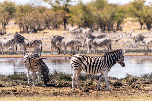 istock Zebras near a waterhole 1474770052