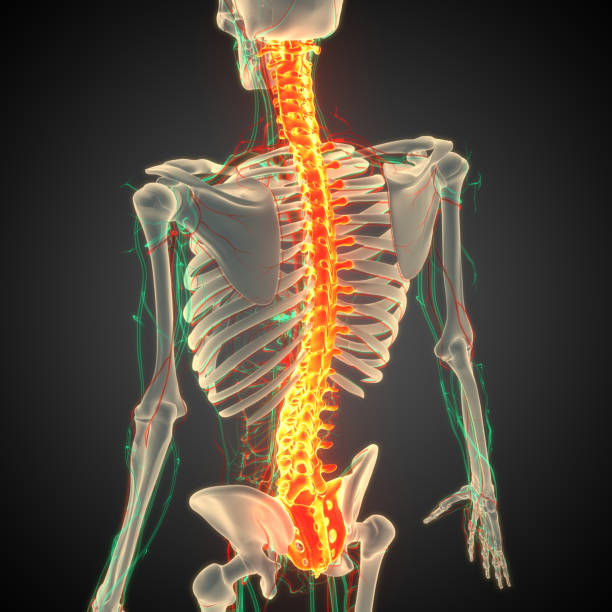 istock Spinal Cord Vertebral Column of Human Skeleton System Anatomy 1474771163