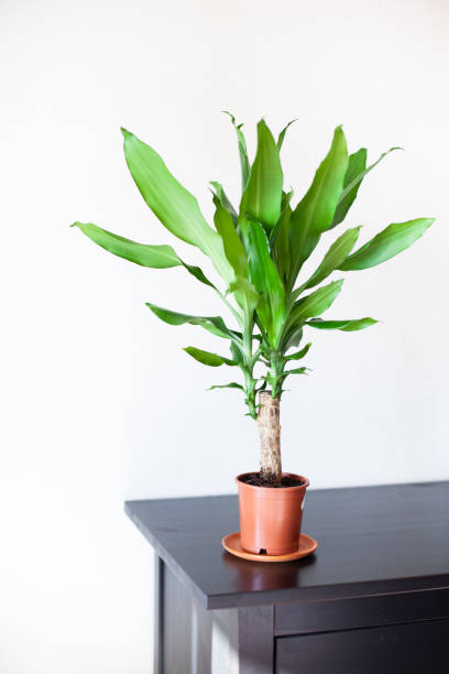 Houseplant dracaena in a brown pot at home interior. stock photo