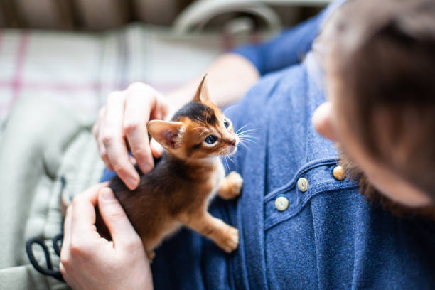 Little abyssinian ruddy kitten sitting on mans chest. Man petting one month old kitten looking trustfully on its owner. Pets care. World cat day. Image for websites about cats. Selective focus.